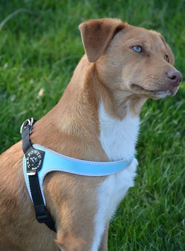 Easy Fit Light Blue Harness with Adjustable Girth