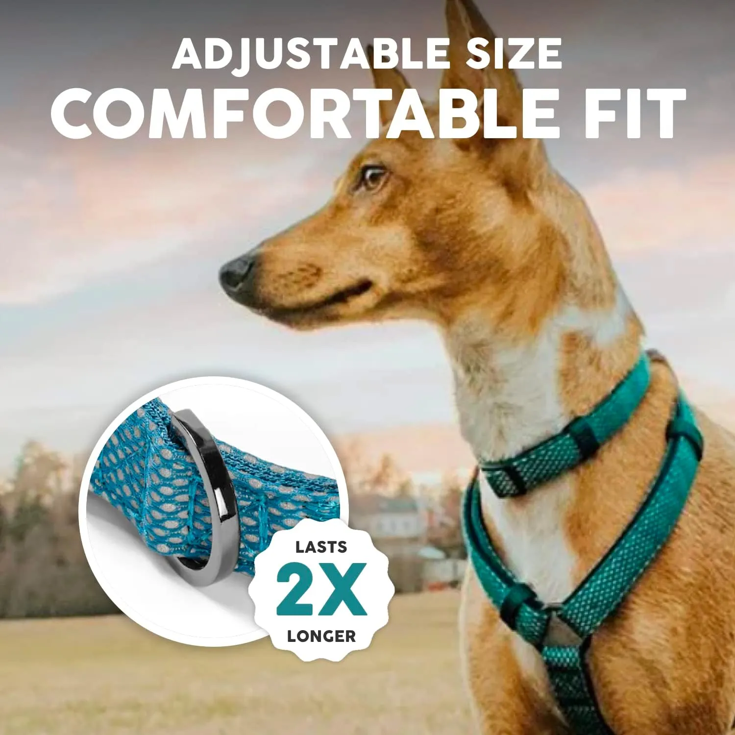 Embark Illuminate Reflective Dog Collar For Small Dogs Adjustable Padded Dog Collars With Buckle Made with Nylon Reflective Material to Make Your Dog Collar Visible at Night  Small Dog Collar (Blue)