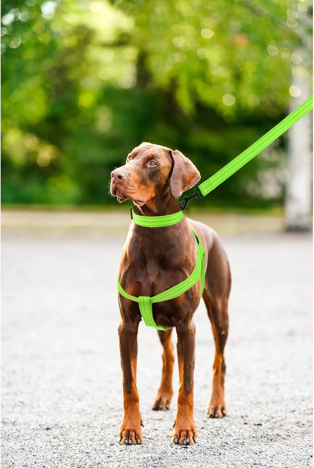 Mile High Life Night Reflective Double Adjustable Band Nylon Small Puppy Pet Dog Combo Collar Leash and Harness Set (Reflective Solid Lime Green, Mediun (Pack of 3))