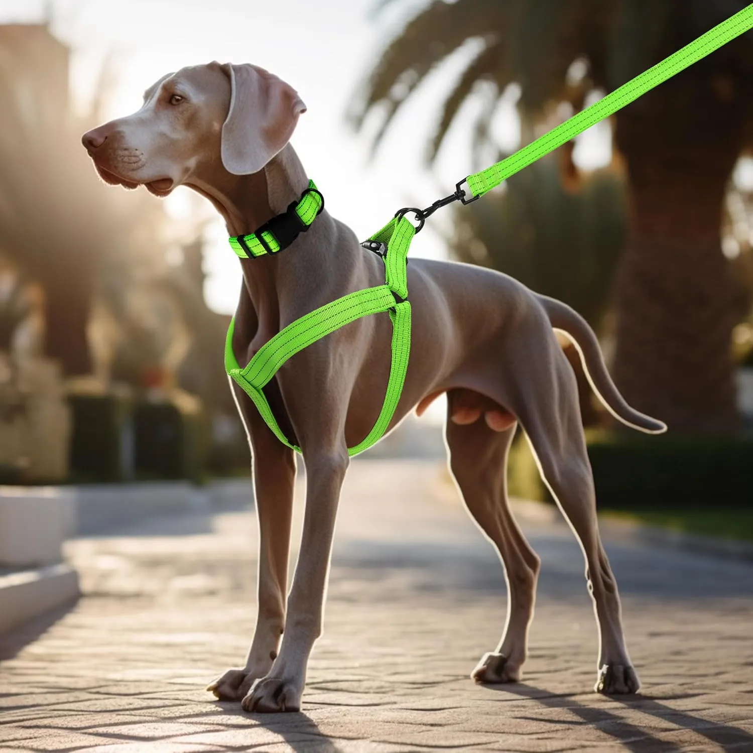 Mile High Life Night Reflective Double Adjustable Band Nylon Small Puppy Pet Dog Combo Collar Leash and Harness Set (Reflective Solid Lime Green, Mediun (Pack of 3))
